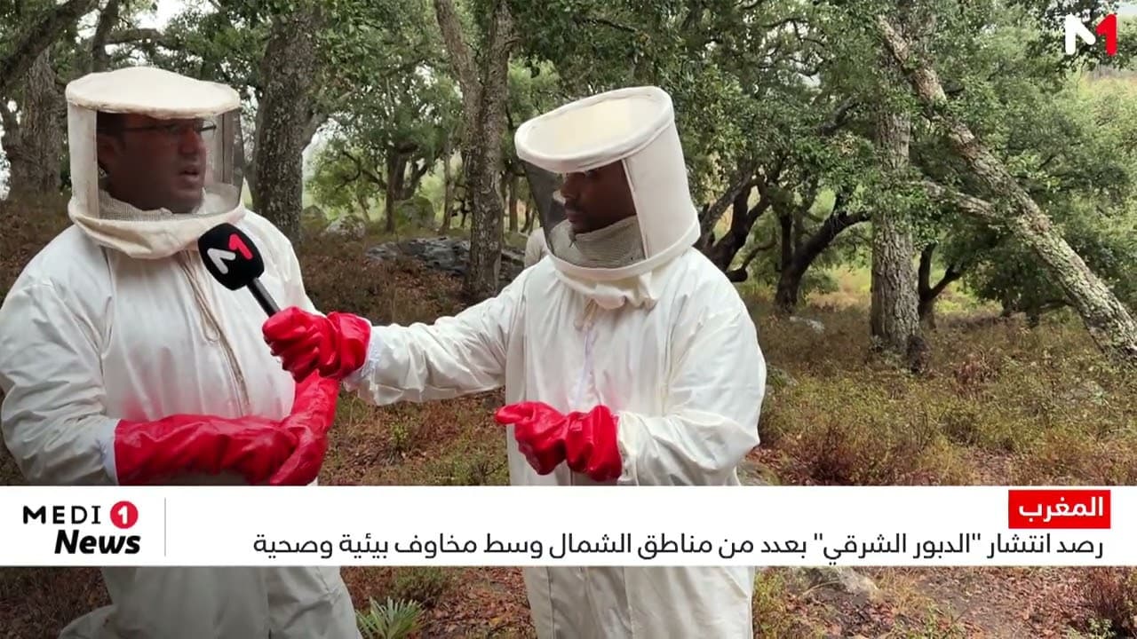 رصد انتشار ''الدبور الشرقي'' بعدد من مناطق الشمال وسط مخاوف بيئية وصحية