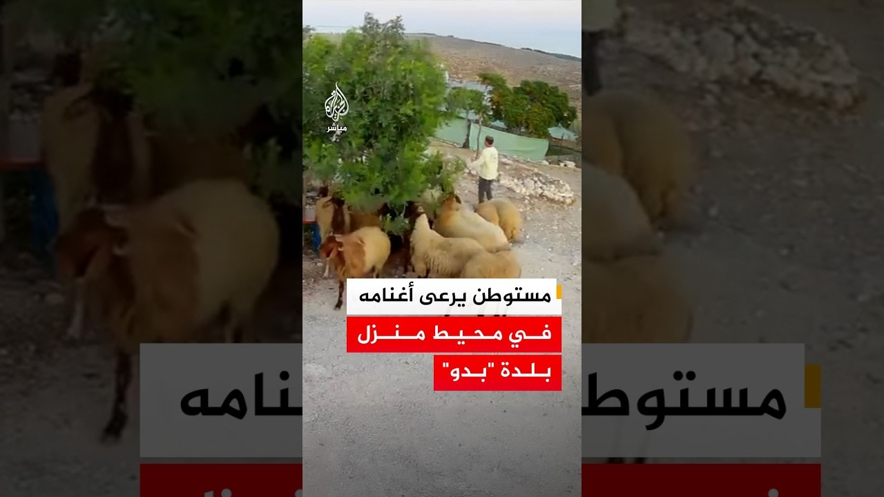 مستوطن يرعى أغنامه في محيط منزل فلسطيني